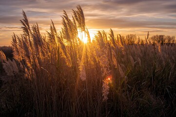 Sunset light glowing on reeds