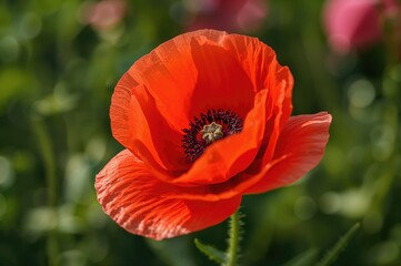 Fototapeta premium Close-up of the core of a red poppy flower
