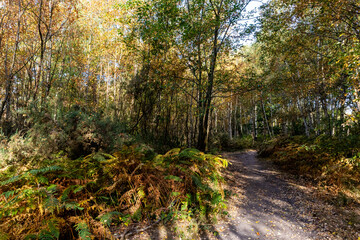 Leaf-strewn path winding through a birch and fern woodland in warm morning sunlight