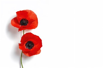 Obraz premium Bright red poppy blossoms on a plain white backdrop.