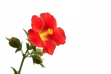 Bright red snapdragon flower isolated on a white backdrop