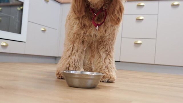 Labradoodle Cooked Labradoodle Puppies Images – Browse 12,027 Stock Photos, Vectors, and ...