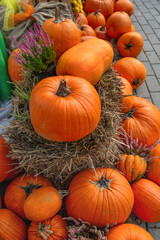 Seasonal autumn harvest of vibrant orange pumpkins, hay, and heather. A classic Thanksgiving or Halloween display.