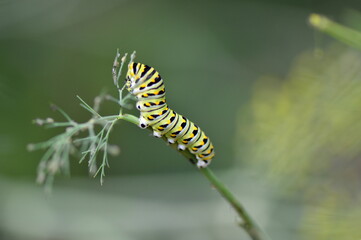 caterpillar on a leaf