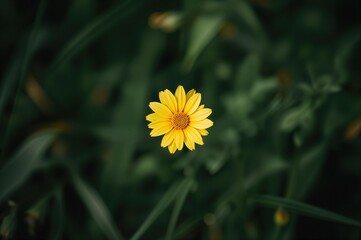 Bright Yellow Blossom on a Plain Backdrop, Seasonal Bloom, Natural Setting, Greenery, Freshness, Petals, Elegance