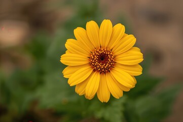 Bright Yellow Zinnia Bloom Against a Soft-Focused Backdrop