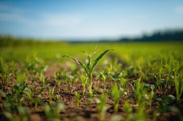 Obraz premium Tender corn seedling growing in agricultural land with tiny emerging corn shoots and a blurred background.