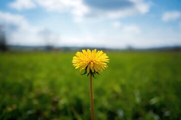 Bright yellow dandelion bloom amidst lush green foliage in springtime