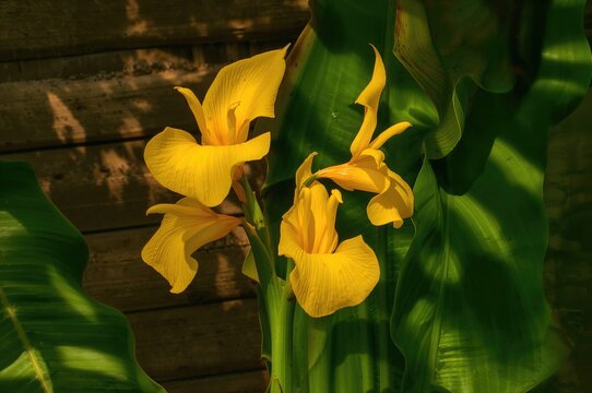 Bright Yellow Canna Blooms Surrounded by Lush Foliage