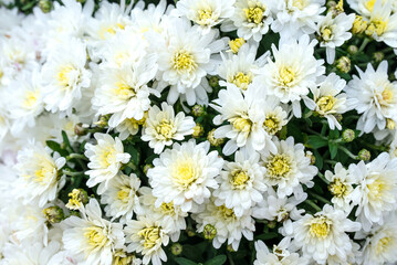 Fototapeta premium White chrysanthemums with yellow centers create a beautiful floral display.