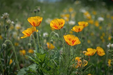 Obraz premium Bright yellow and red Ashsholtia Poppy blooms surrounded by lush green foliage during the summer season