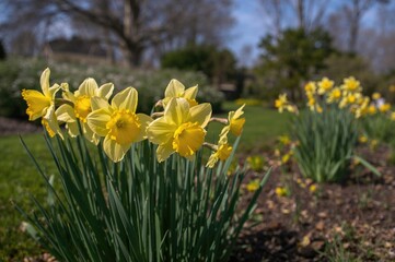 Fototapeta premium Bright yellow daffodils blooming in a garden flowerbed