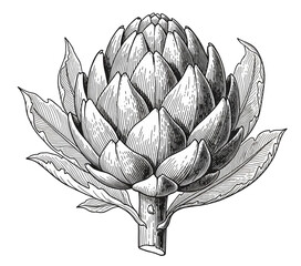 Artichoke sketch.
