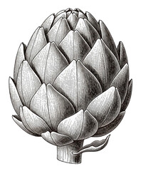 Artichoke sketch.