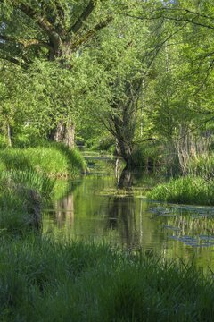 River Aulandschaft, G&ouml;tzinger Achen, Tittmoning, Bavaria, Germany