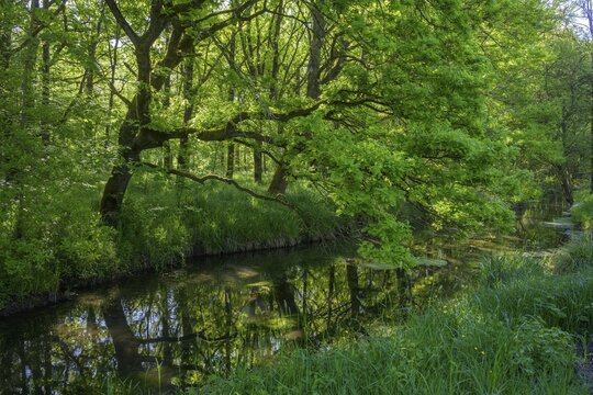 River Aulandschaft, G&ouml;tzinger Achen, Tittmoning, Bavaria, Germany