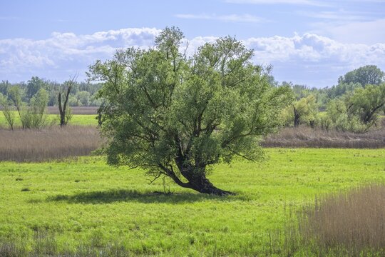 Oxbow lake and marshland with trees in Kopacki Rit nature park Park, Kopačevo, Osijek-Baranja County, Croatia