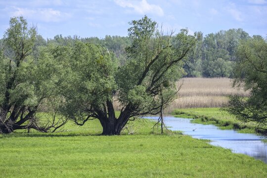 Oxbow lake and marshland with trees in Kopacki Rit nature park Park, Kopačevo, Osijek-Baranja County, Croatia