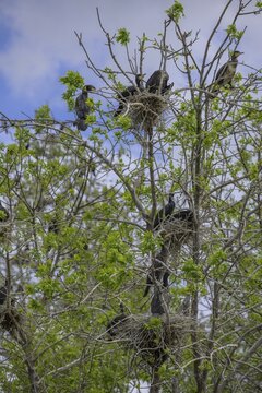 Colony of cormorants (Phalacrocorax carbo) on trees in Kopacki Rit nature park Park, Kopačevo, Osijek-Baranja County, Croatia