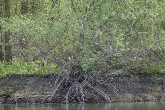 Colony of night herons (Nycticorax nycticorax) in Kopacki Rit nature park Park, Kopačevo, Osijek-Baranja County, Croatia
