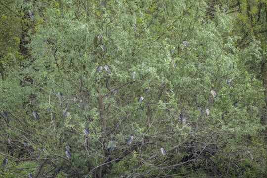 Colony of night herons (Nycticorax nycticorax) in Kopacki Rit nature park Park, Kopačevo, Osijek-Baranja County, Croatia