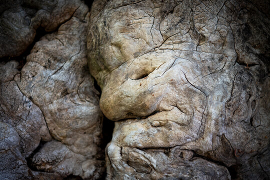 Gnarled old tree, &Aring;land, &Aring;land Islands, Finland
