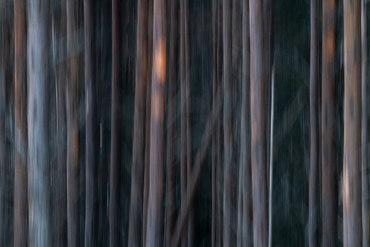 Pine forest, wipe-clean image, &Aring;land, &Aring;land Islands, Finland