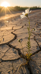 White Daisy Blooming from Cracked Earth at Sunset — Symbol of Hope and Resilience