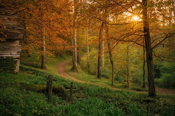 Autumnal woodland landscape