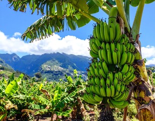 Lush banana plantation