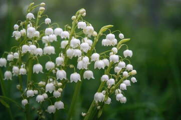 Cluster of white spring blossoms (Convallaria Majalis) with natural backdrop of lilies of the valley