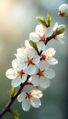 Delicate White Blossoms in Soft Spring Sunlight Peaceful Renewal and Purity