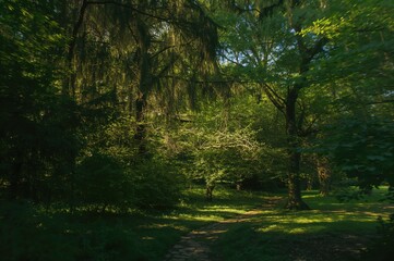 Fototapeta premium Hidden Forests, Details Revealed