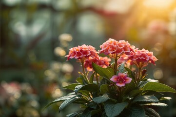 Vibrant Kalanchoe Blossfeldiana as an Indoor Decorative Plant in a Greenhouse