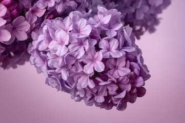 Obraz premium Vibrant Lilac Blooms with Rich Hues