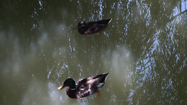 Pair of domestic ducks glide peacefully across a serene pond, gentle ripples trailing behind, leafy reflections above, natural habitat, harmonious coexistence, waterfowl behavior, outdoor environment