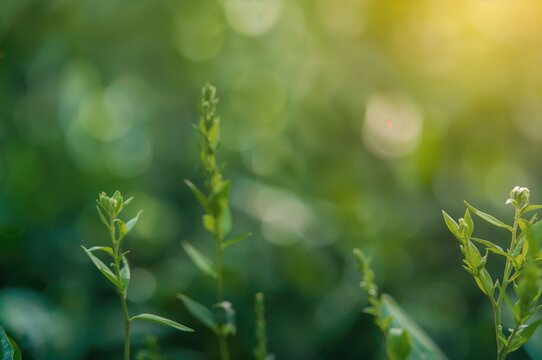 Natural scenery combined with AI innovation, herbal treatments, eco-friendly energy symbols, farming, environmental themes, holistic health ideas, ecological recycling, and data analytics summary