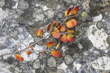 Dwarf birch (Betula nana) in autumn foliage, Alaska, USA