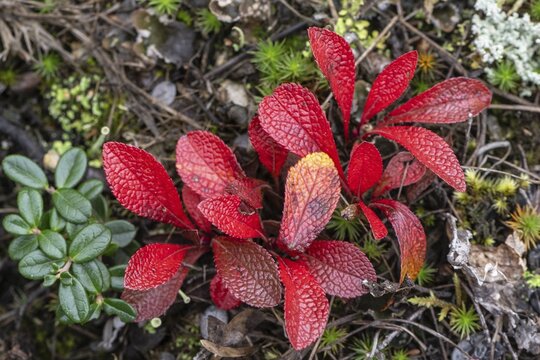 Bearberry (Arctostaphylos uva-ursi) in autumn leaves, Alaska, USA