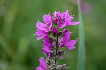 Obraz premium A peaceful macro shot of bright pink blossoms thriving in the wild, showcasing intricate petals and rich greenery with a gentle green background, embodying the calmness of the natural habitat.