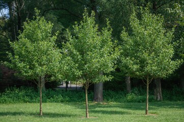 A row of newly planted young trees in an urban green space showcasing forest preservation ideas.