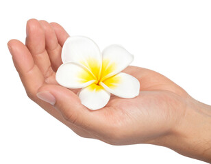 White Flower with Yellow Center Held in Hand, Soft Green Background, Isolated PNG