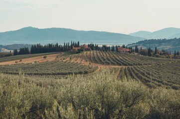 Rural olive groves under a clear sky in springtime