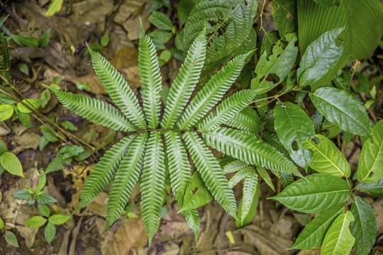 Fern in the tropical rainforest, Corcovado National Park, Osa Peninsula, Puntarena Province, Costa Rica