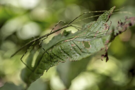 Green patterned ghost insect (Phasmatodea) camouflaging itself on a leaf, Corcovado National Park, Osa Peninsula, Puntarena Province, Costa Rica