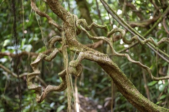 Lianas in the tropical rainforest, Corcovado National Park, Osa, Puntarena Province, Costa Rica