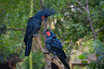 Palm Cockatoo, Probosciger aterrimus, also known as the Goliath Cockatoo