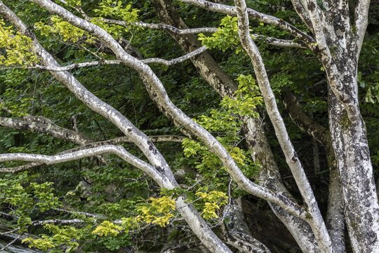 Tree, beech (Fagus), Verzasca Valley, Valle Verzasca, Canton Ticino, Switzerland