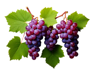 Stylized Grape Bunch Top Shot with Leaves PNG