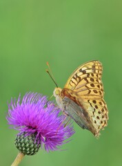 Kardinal (Argynnis pandora) auf Distel, vertikal